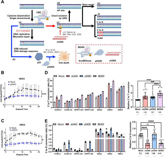 Enhancing genome editing in hPSCs through dual inhibition of DNA da...